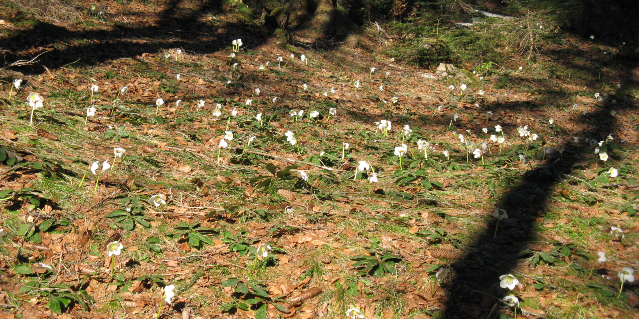 IMG_3336 Schneerosen