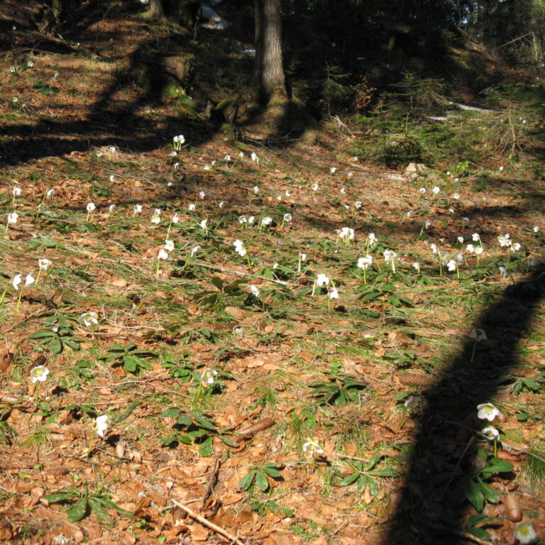 IMG_3336 Schneerosen